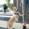 a dog on a leash