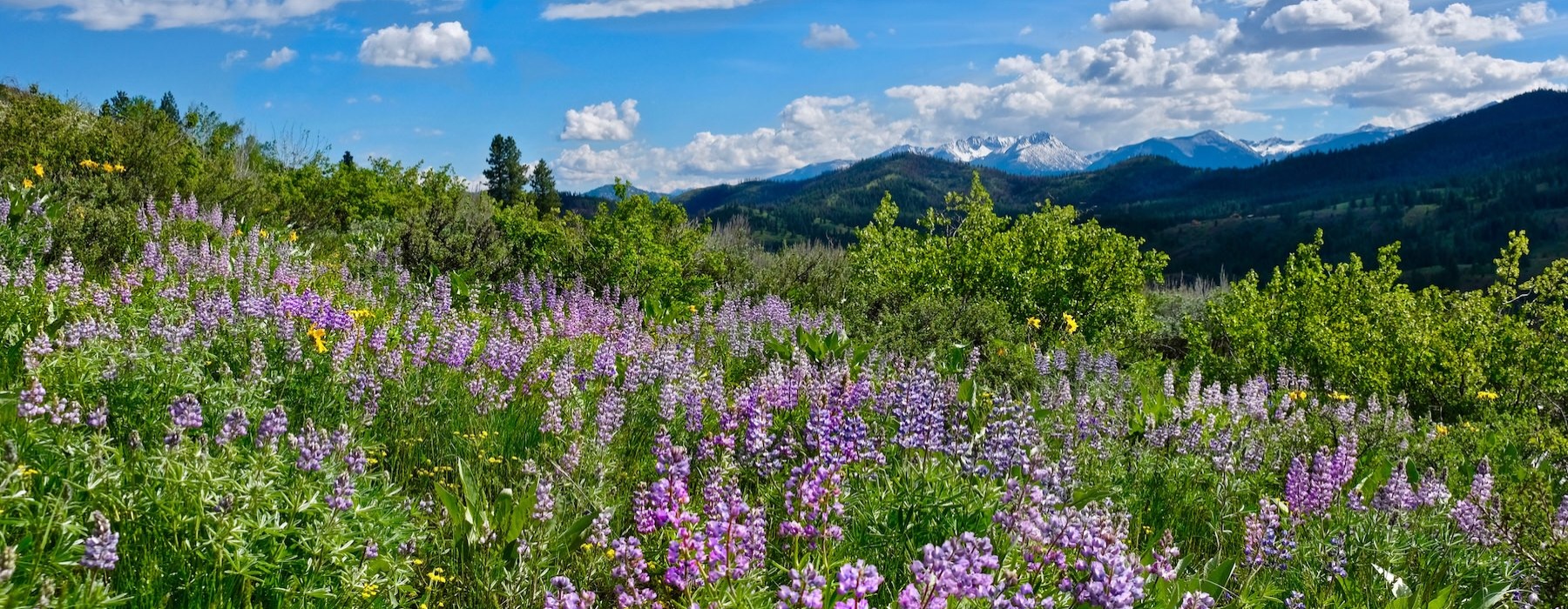 a field of purple flowers