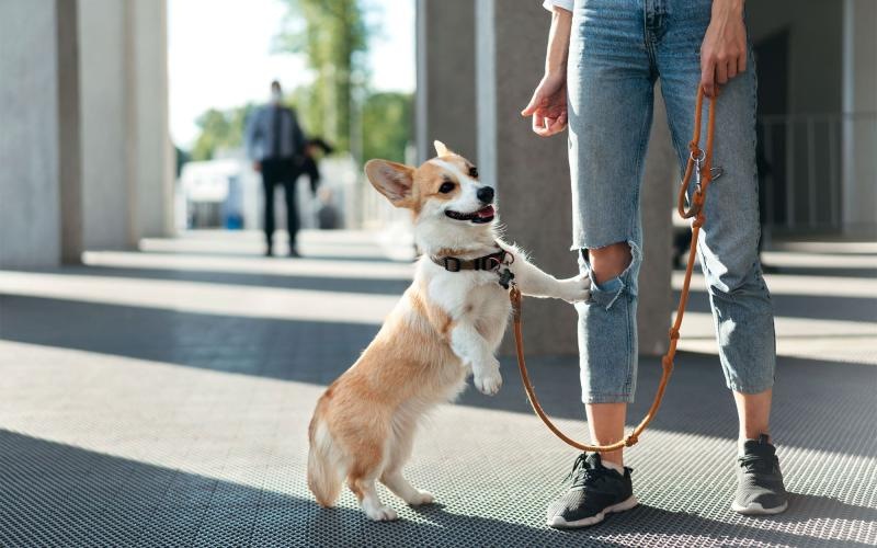 We welcome your pet family a dog on a leash